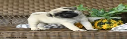 Pug dogs for sale: Peanut - Ad 3