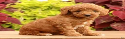 Miniature Poodle dogs for sale: Tori - Ad 5