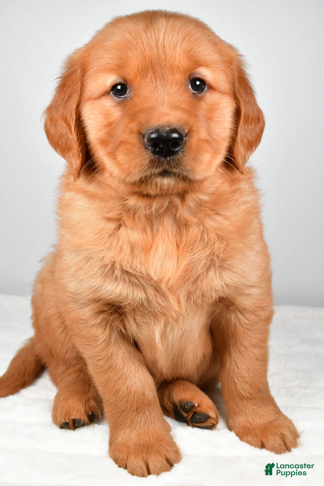 Golden Retriever dogs for sale: Ranger - Ad 2
