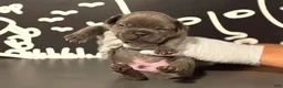French Bulldog dogs for sale: French Bulldog 4 - Ad 7