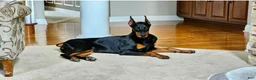 Doberman Pinscher dogs for sale: Upcoming Doberman Litter  - Ad 10