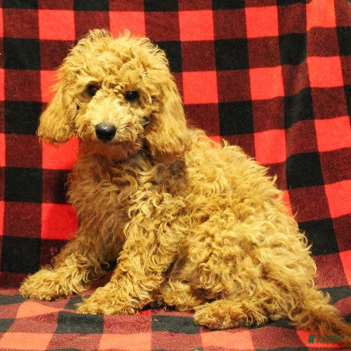 Toy Poodle dogs Muffin - Ad 2