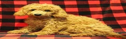 Toy Poodle dogs for sale: Muffin - Ad 2