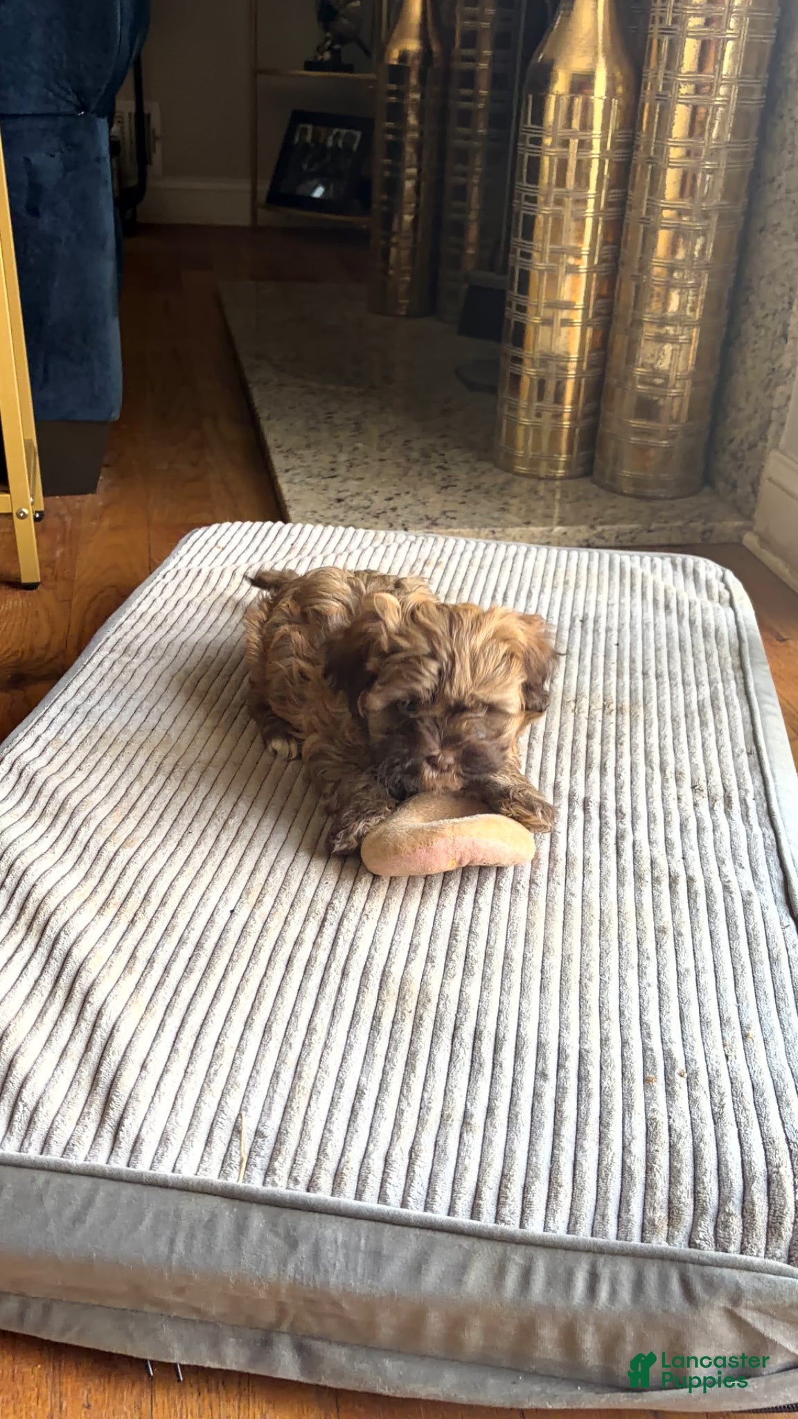 Mixed Breed dogs Nutella - Ad 2