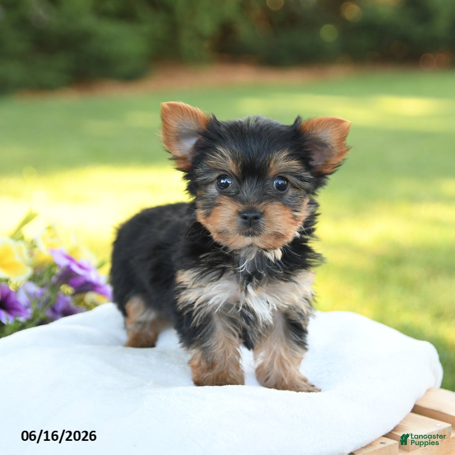 Yorkshire Terrier dogs Darcy - Ad 1
