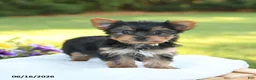 Yorkshire Terrier dogs for sale: Darcy - Ad 1