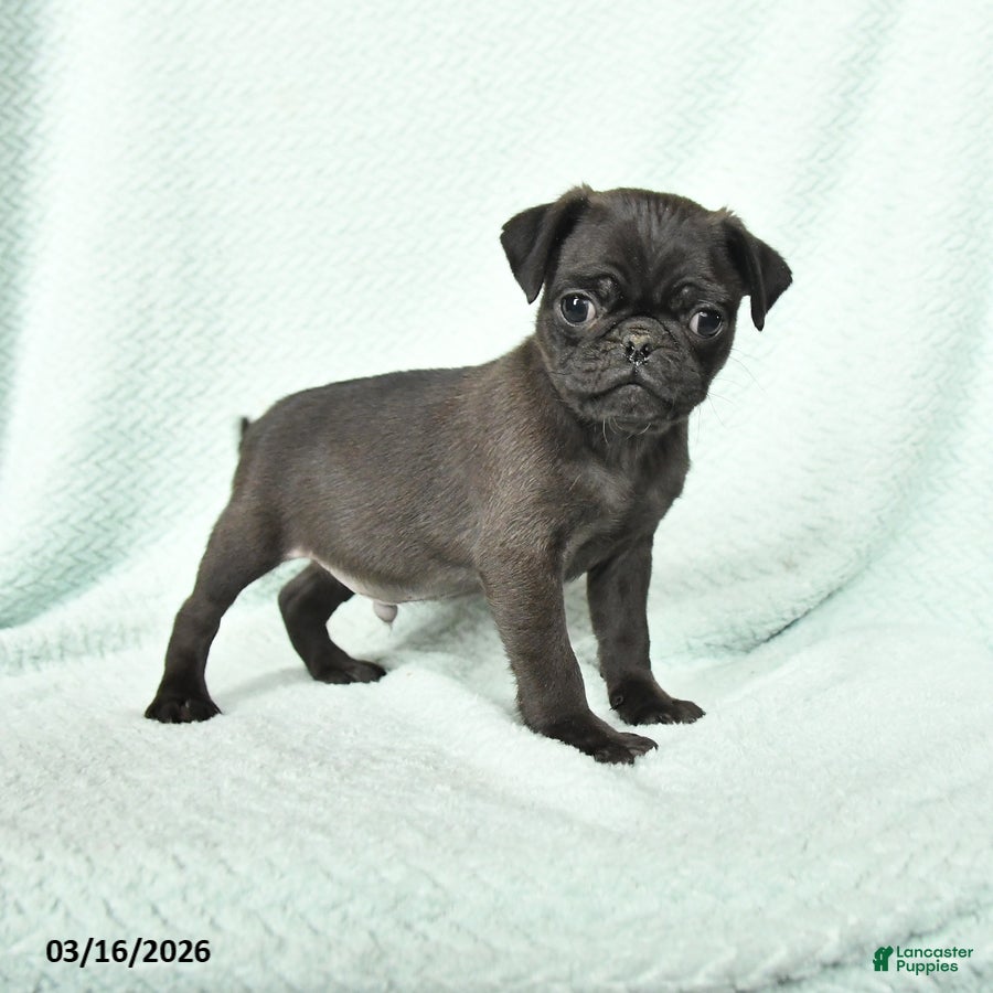 Pug dogs Amos - Ad 1