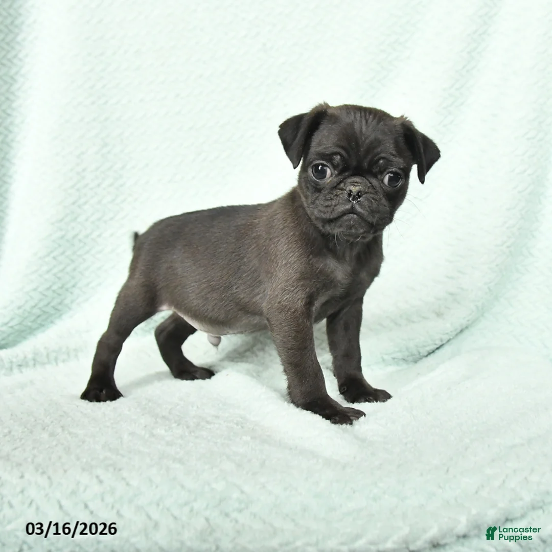 Pug dogs for sale: Amos - Ad 1