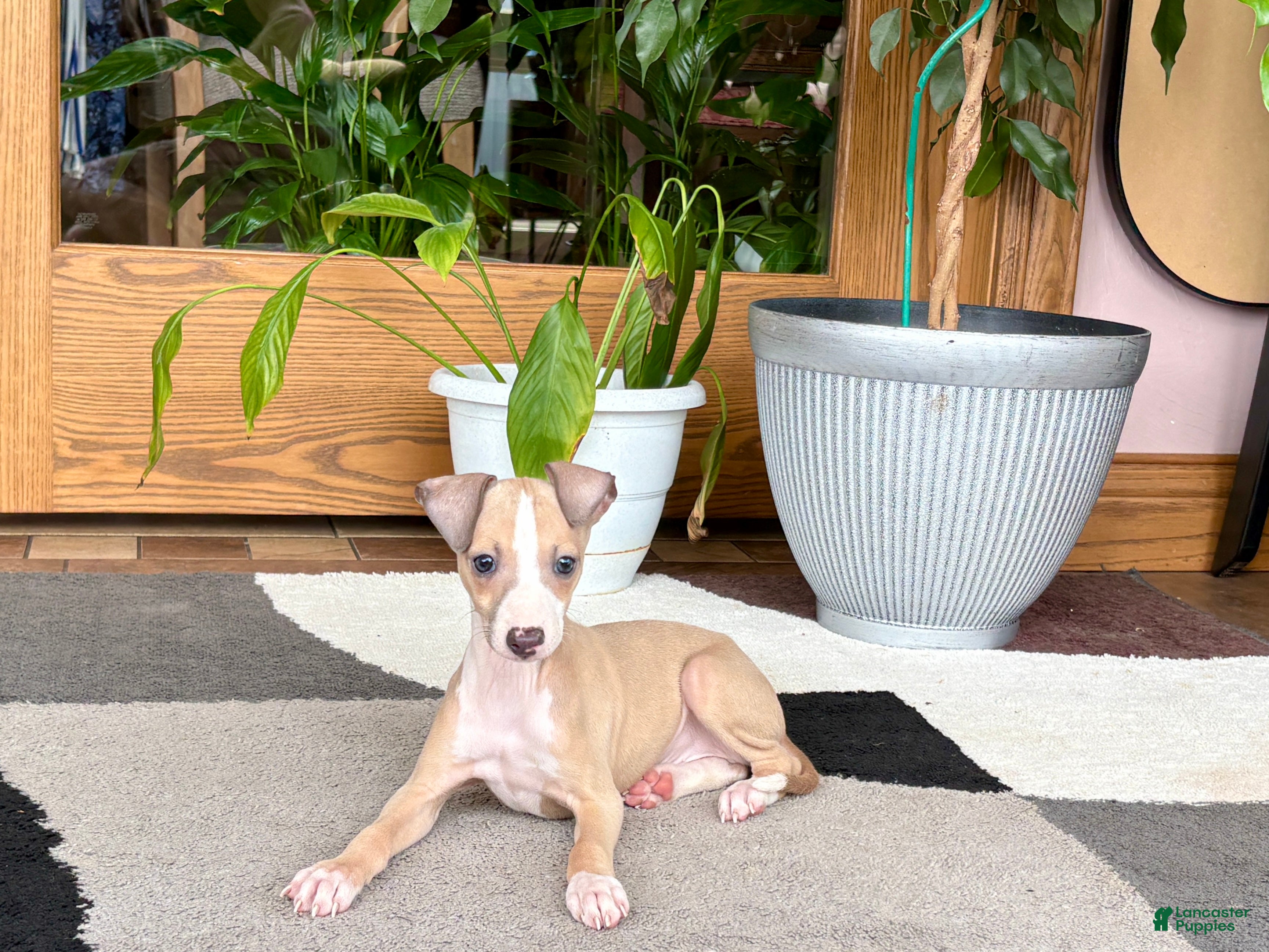 Italian Greyhound dogs Jaden  - Ad 2