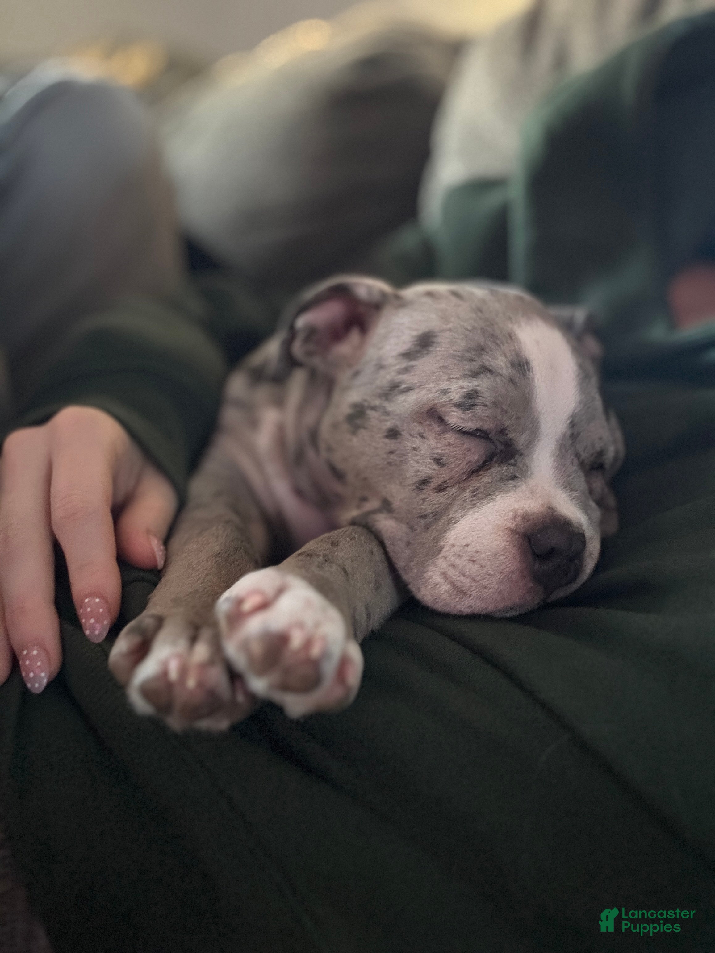 American Bully dogs American Bully Puppy 1 - Ad 5