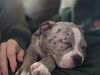 American Bully dogs American Bully Puppy 1 - Ad 5