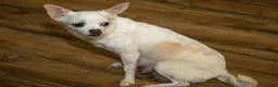 Chihuahua dogs for sale: Nutella - Ad 4