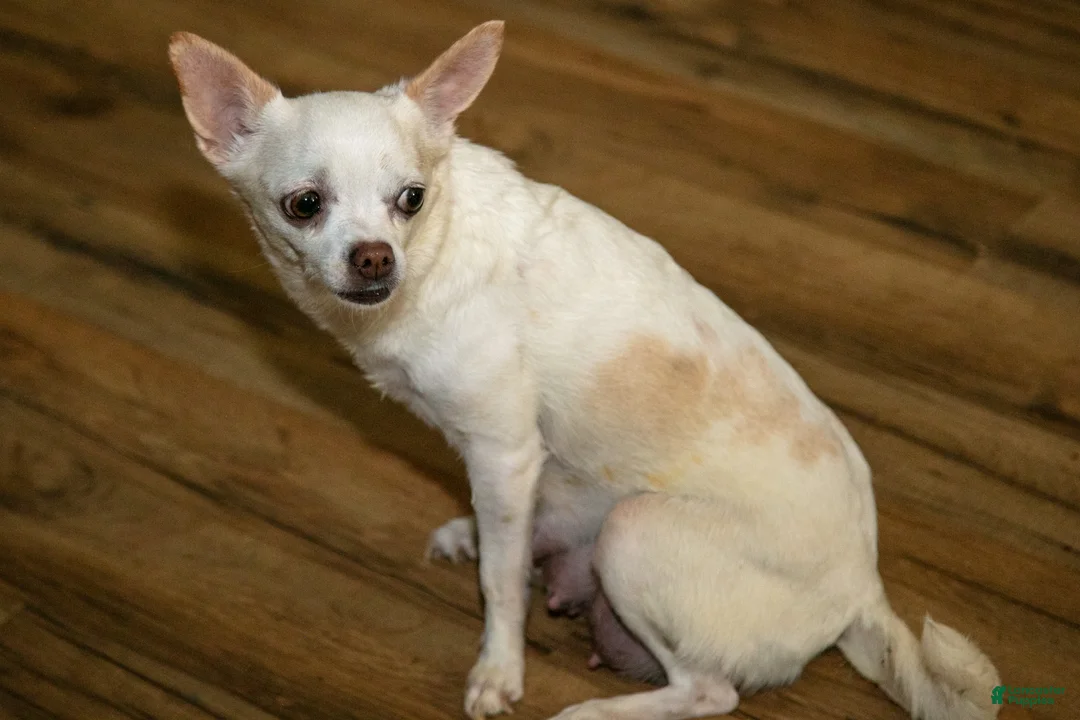 Chihuahua dogs for sale: Nutella - Ad 4