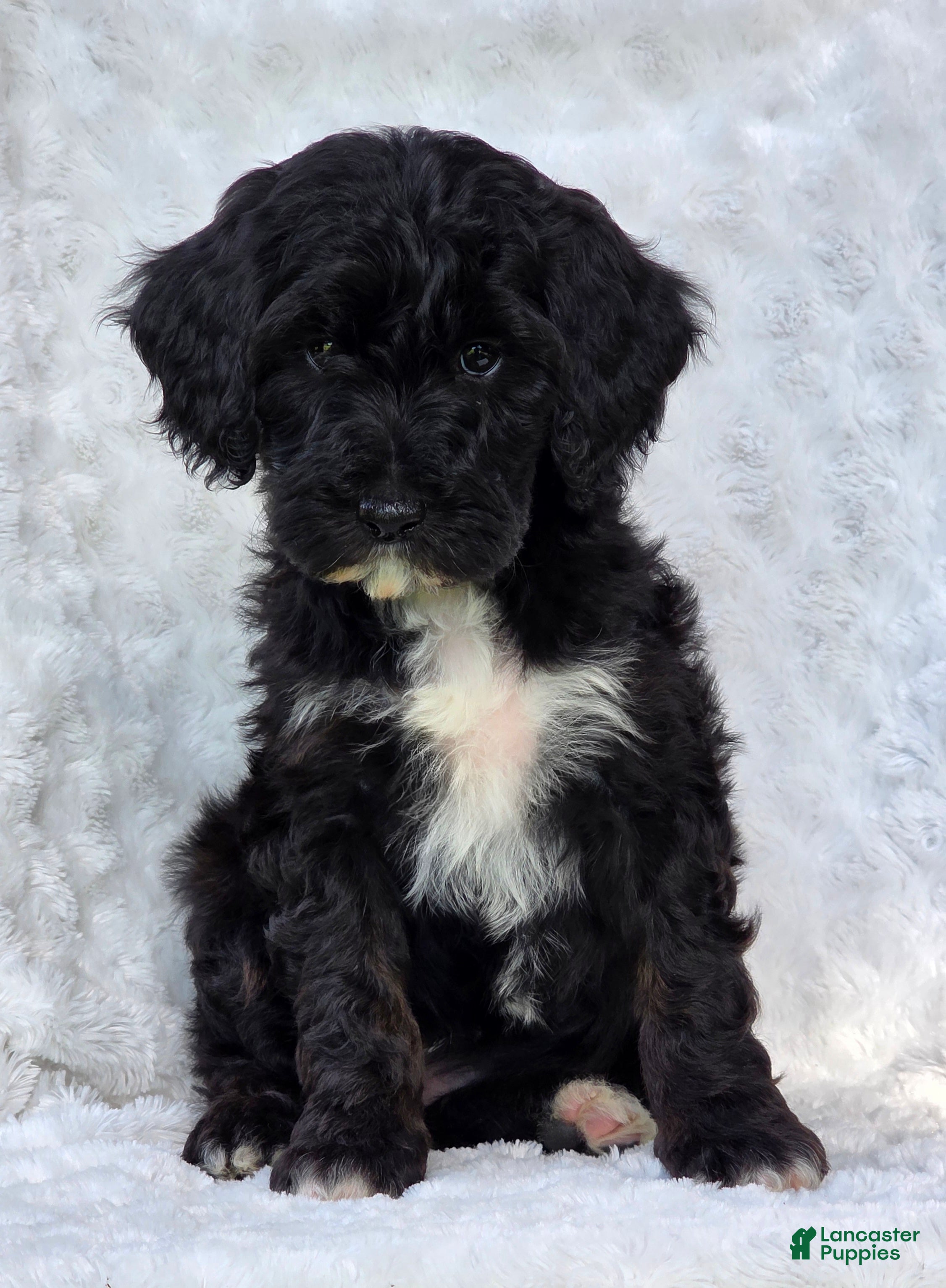 Mini Goldendoodle dogs Bailey - Ad 1