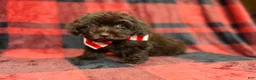 Shihpoo dogs for sale: Bryant - Ad 5