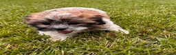 Malshi dogs for sale: Malshi 2 - Ad 6