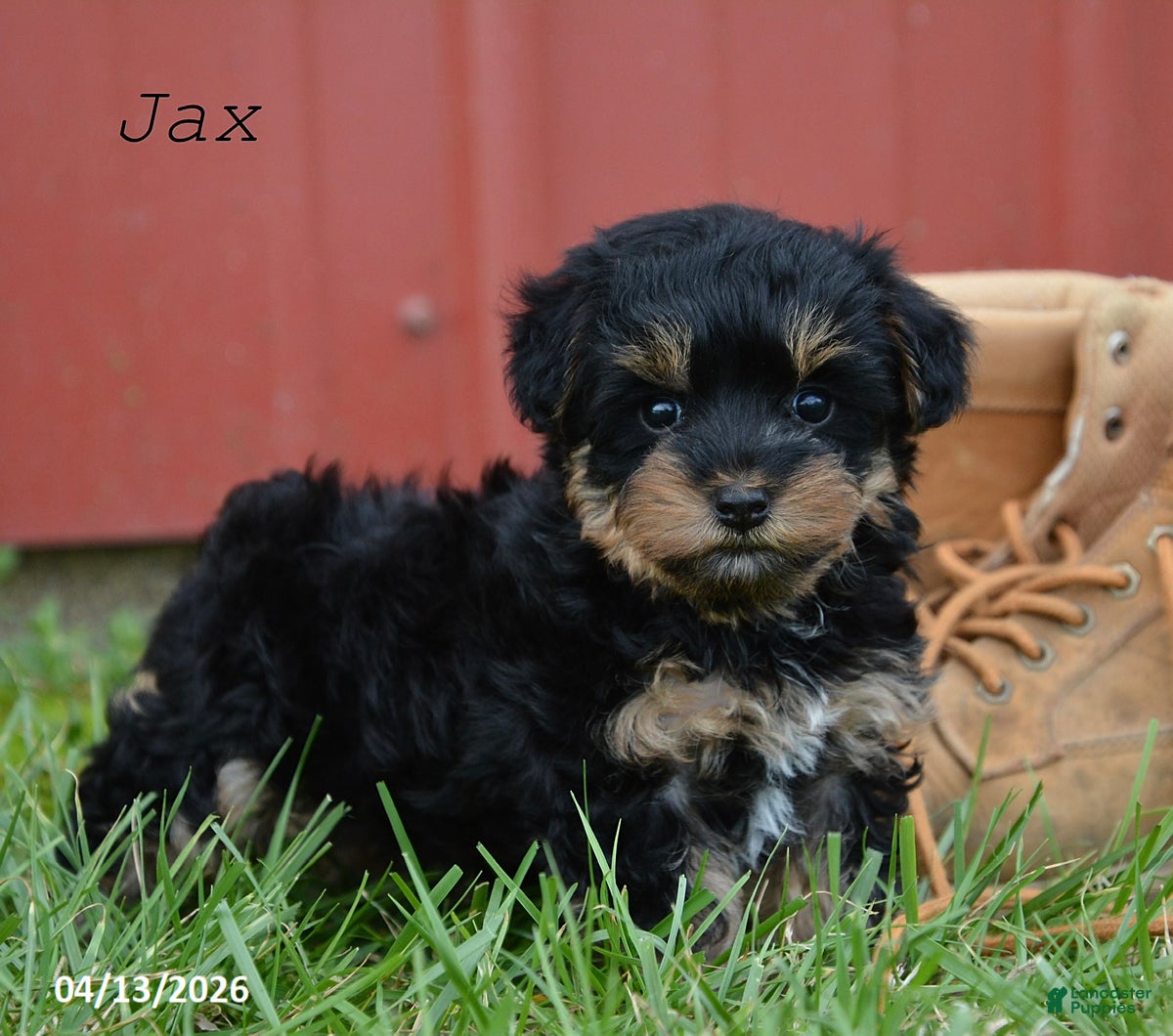 Yorkiepoo dogs Jax - Ad 1