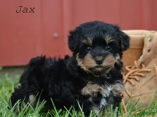Yorkiepoo dogs for sale: Jax - Ad 1