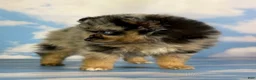 Pomeranian dogs for sale: Tipton - Ad 23