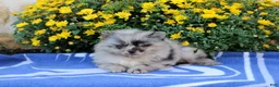 Pomeranian dogs for sale: Goerge - Ad 4