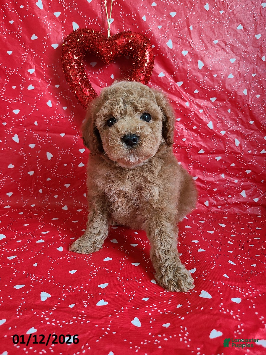 Bichpoo dogs Daryn - Ad 3