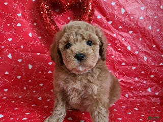 Bichpoo dogs Daryn - Ad 3