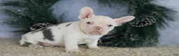 French Bulldog dogs for sale: Logan - Ad 5