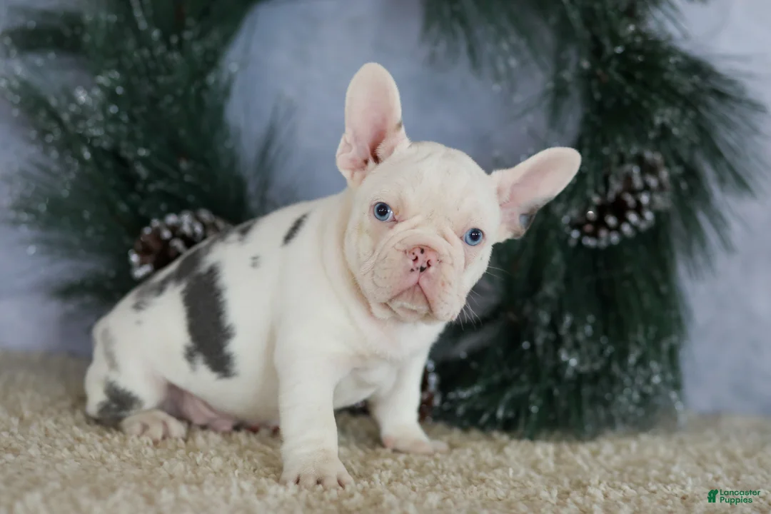 French Bulldog dogs for sale: Logan - Ad 5