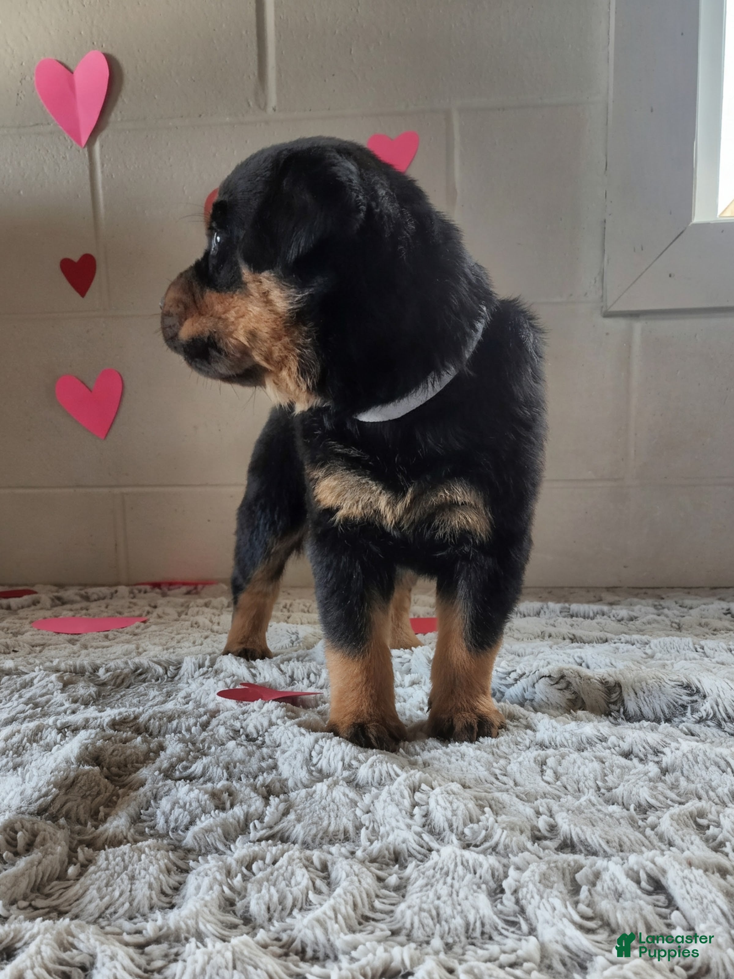 Rottweiler dogs Buddy - Ad 2
