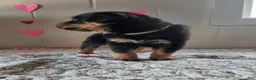 Rottweiler dogs for sale: Buddy - Ad 2
