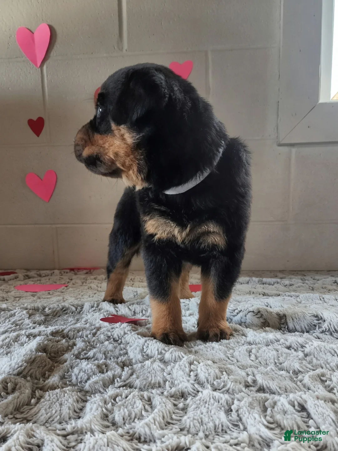 Rottweiler dogs for sale: Buddy - Ad 2