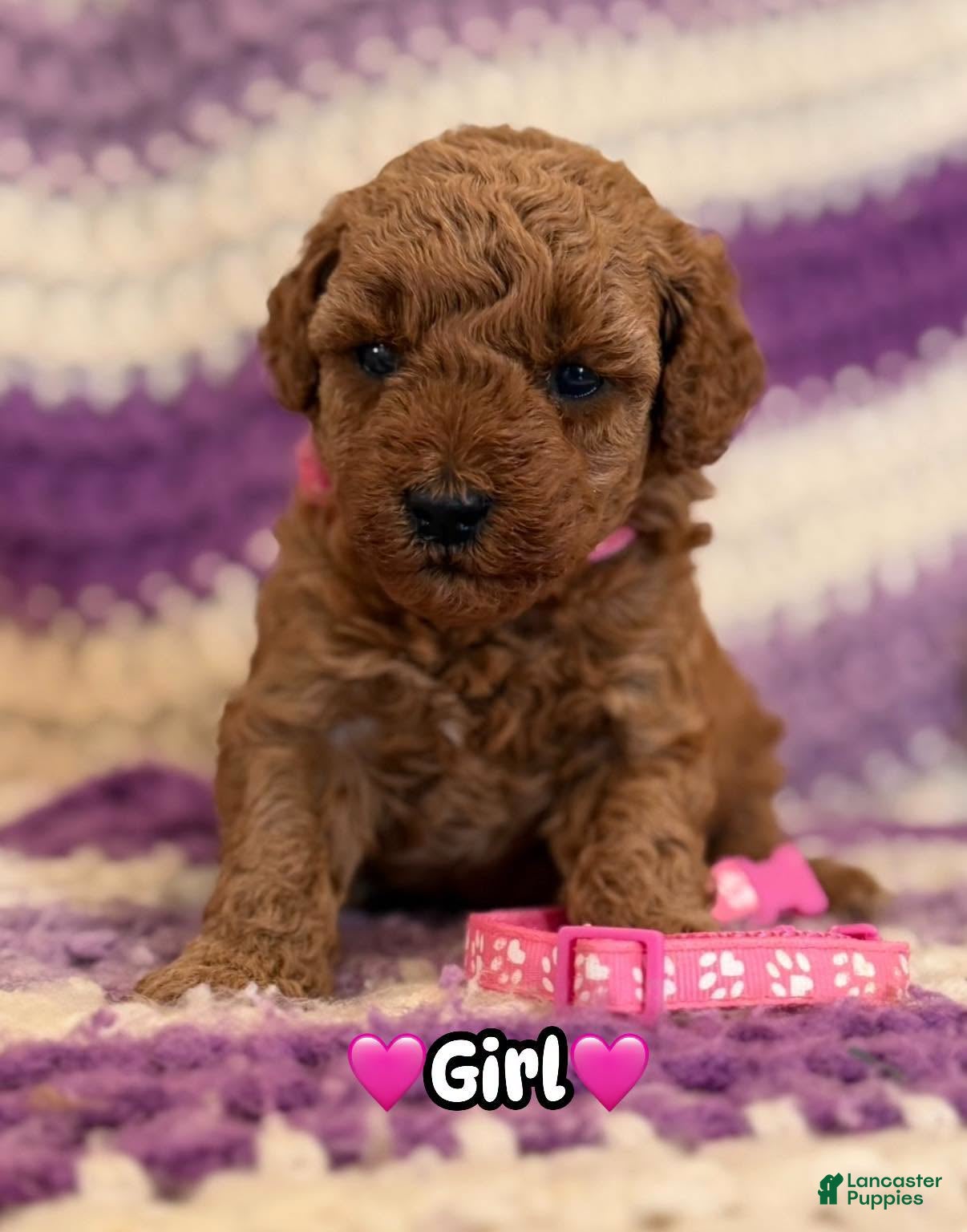 Mini Goldendoodle dogs for sale: pink collar girl - Ad 3
