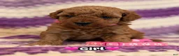 Mini Goldendoodle dogs for sale: pink collar girl - Ad 1