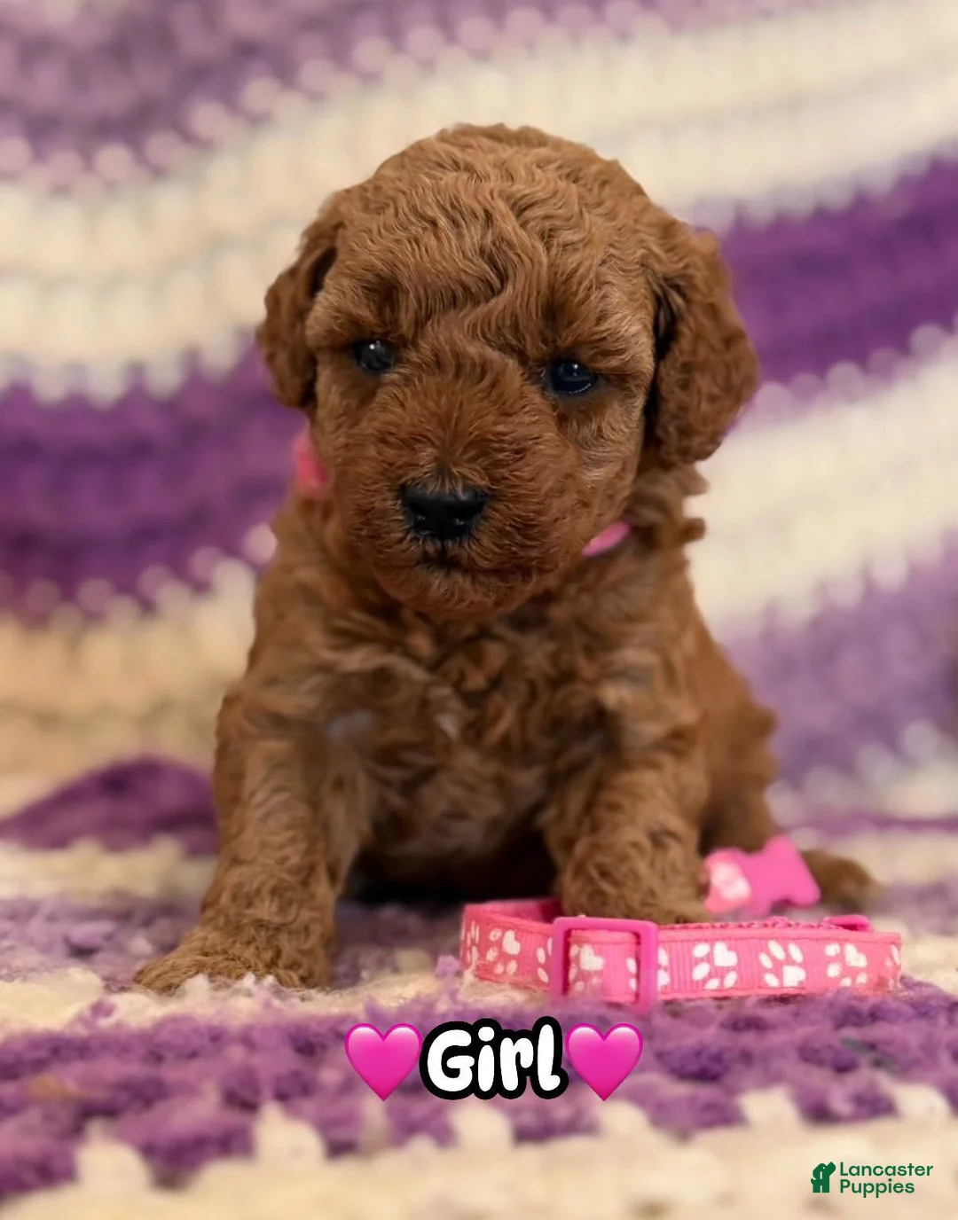 Mini Goldendoodle dogs for sale: pink collar girl - Ad 1