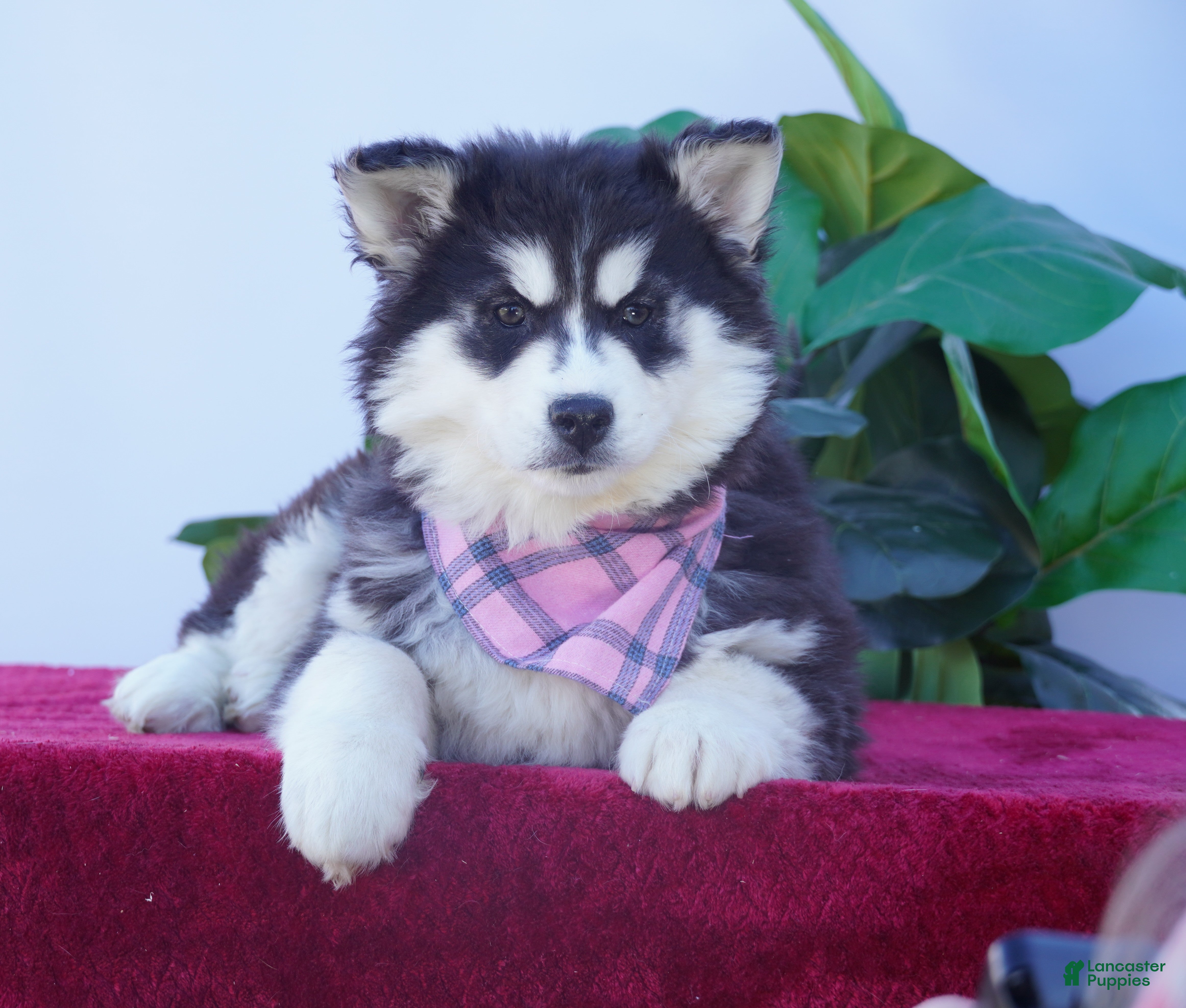 Siberian Husky dogs Bella - Ad 1