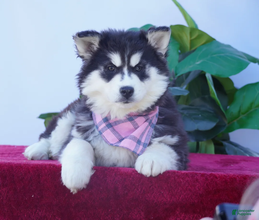 Siberian Husky dogs for sale: Bella - Ad 1