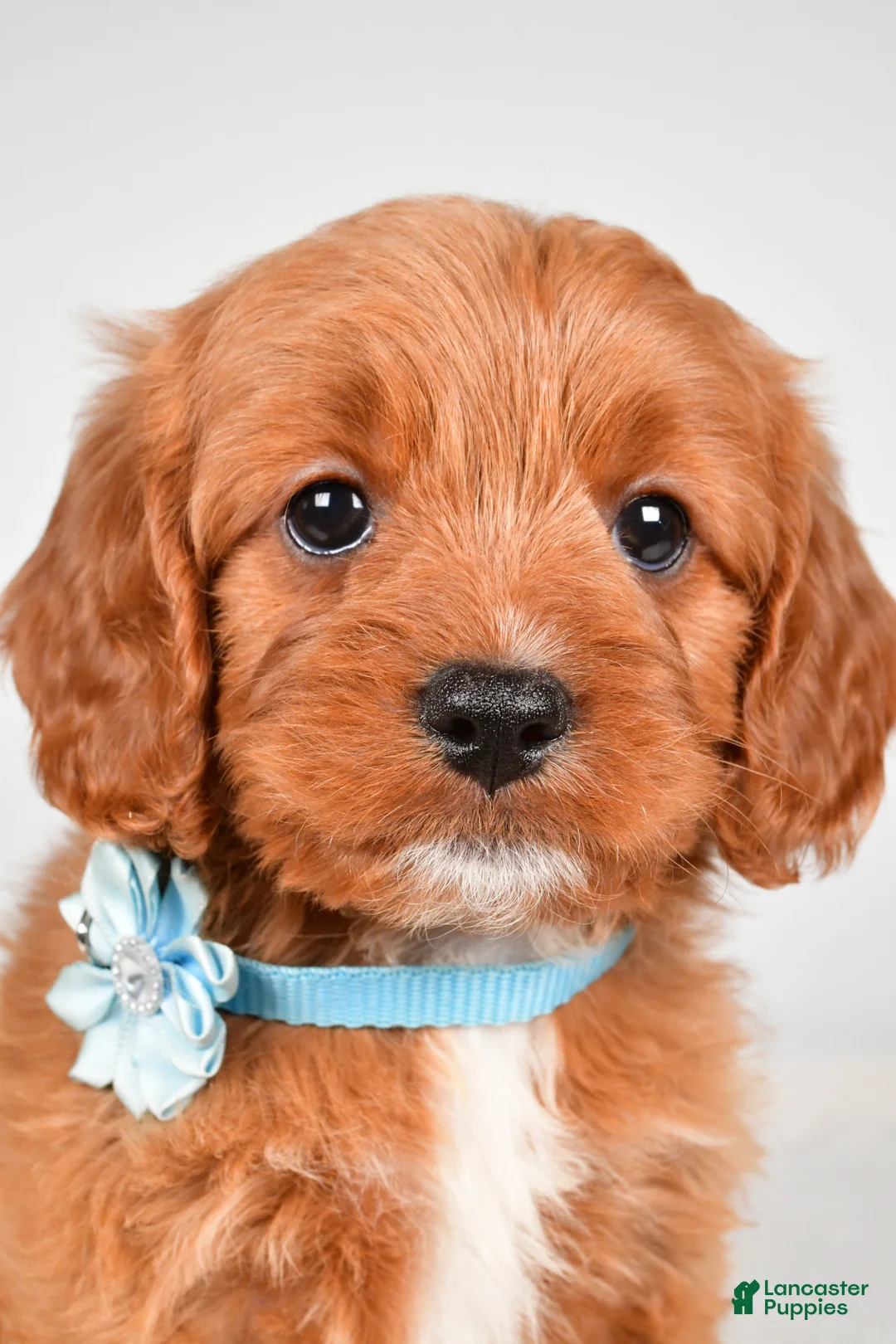 Cavapoo dogs for sale: Kate - Ad 2