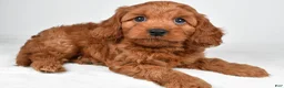 Cavapoo dogs for sale: Echo - Ad 5