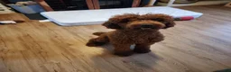 Standard Poodle dogs for sale: Beaux - Ad 4