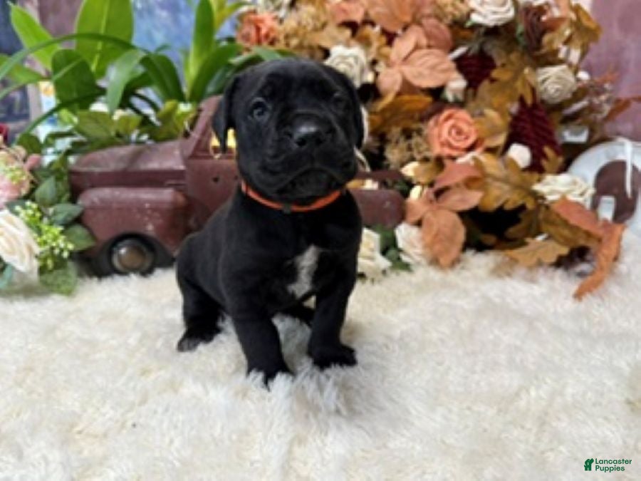 Cane Corso dogs Olive - Ad 1