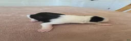 Border Collie dogs for sale: Gordy - Ad 4