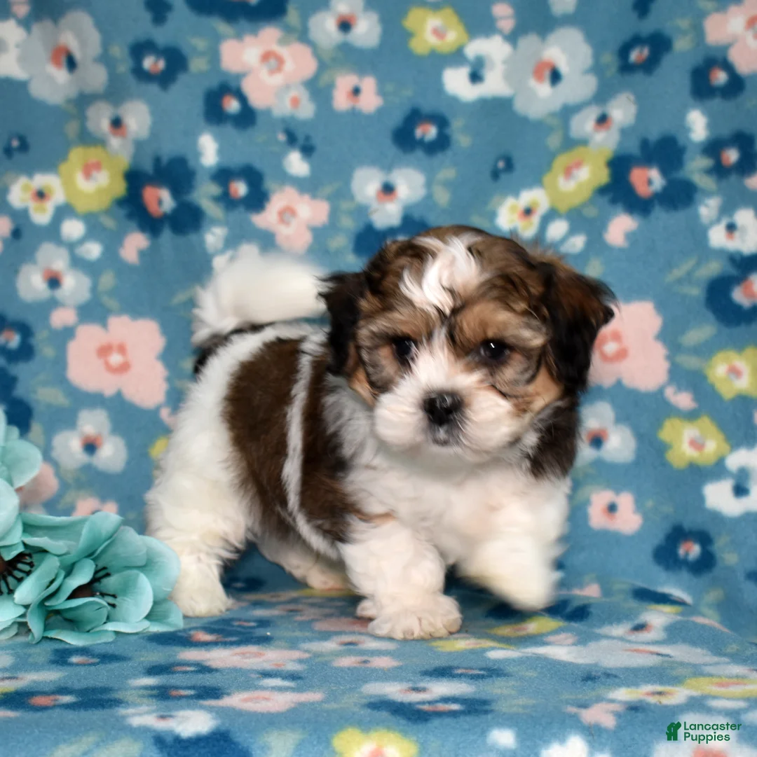 Teddy Bear dogs for sale: Frostie - Ad 2