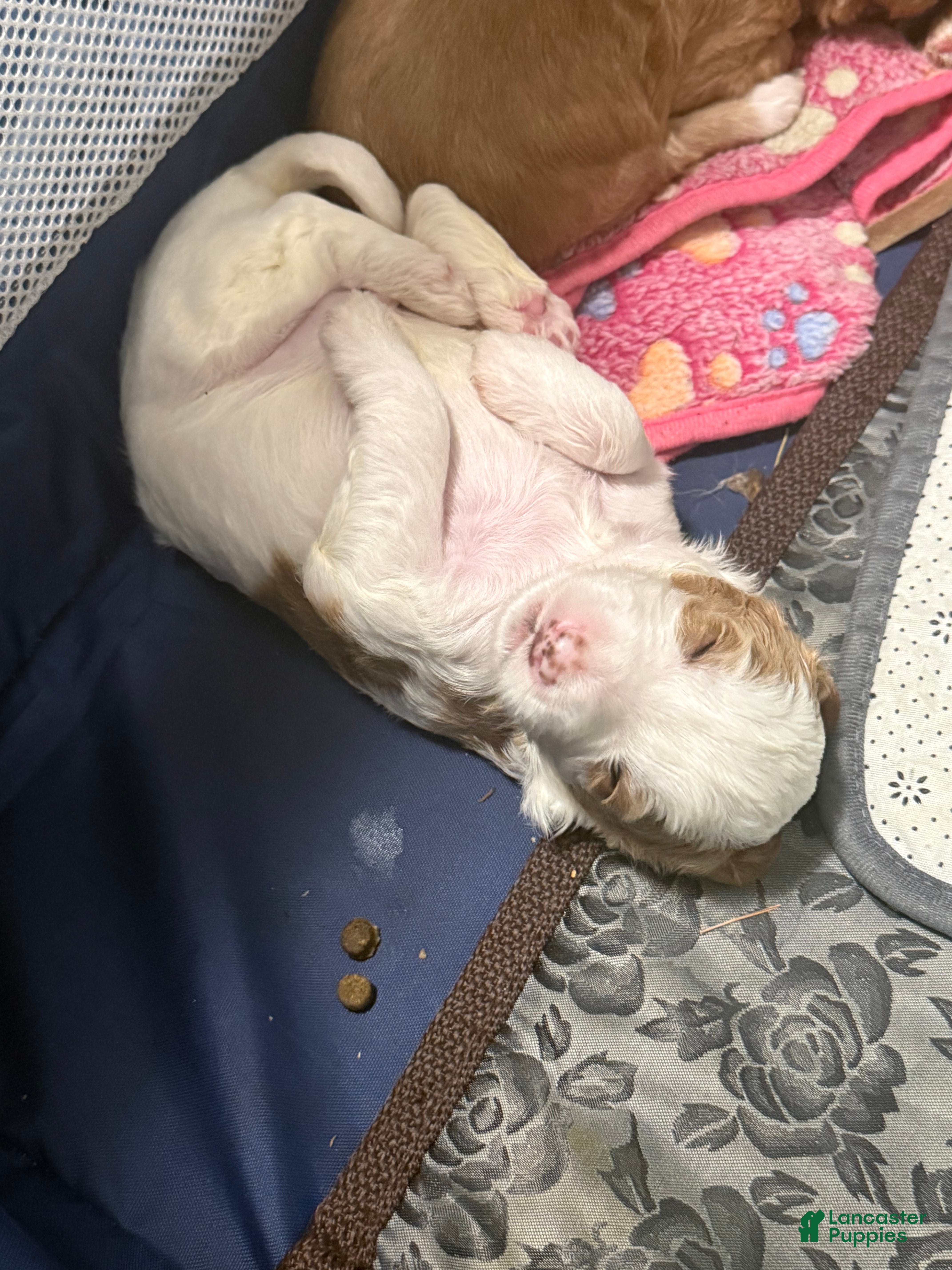 Australian Labradoodle dogs Australian Labradoodle Puppy 2 - Ad 4