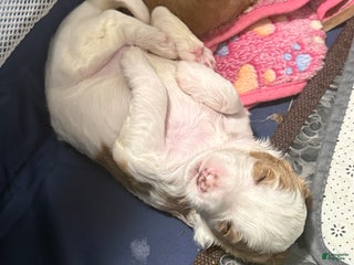 Australian Labradoodle dogs - Ad 5