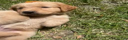 Golden Retriever dogs for sale: Golden Retriever 3 - Ad 9