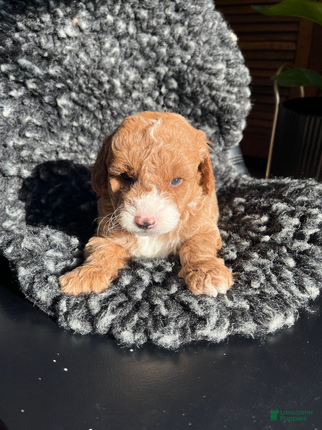 Mini Goldendoodle dogs for sale: Willow - Ad 5