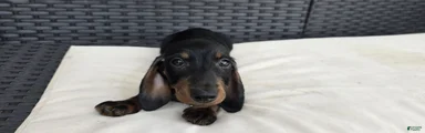 Dachshund Puppy 2