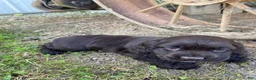 Cocker Spaniel dogs for sale: Tony - Ad 5