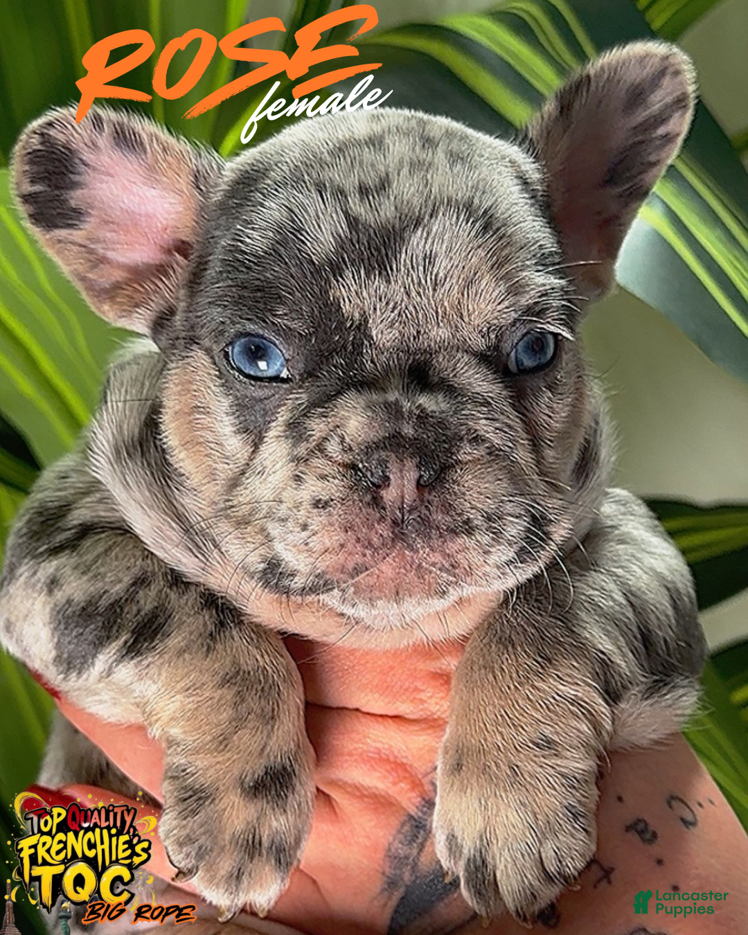 French Bulldog dogs ROSE - Ad 23