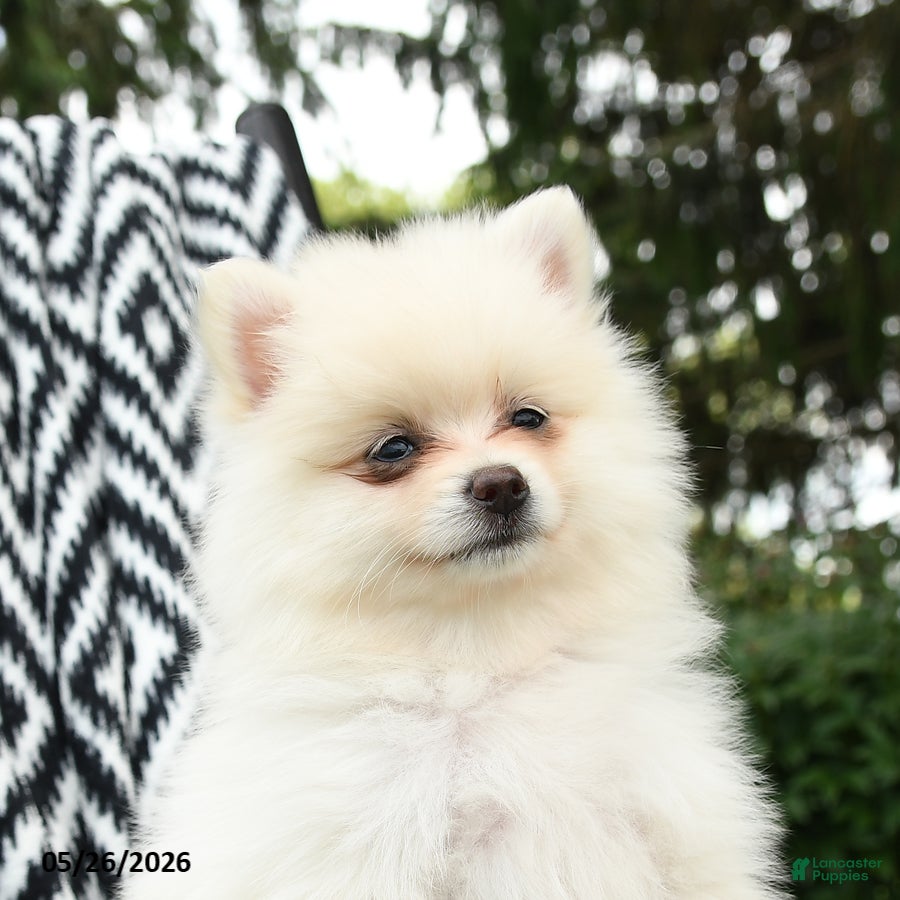Pomeranian dogs Gouda - Ad 2